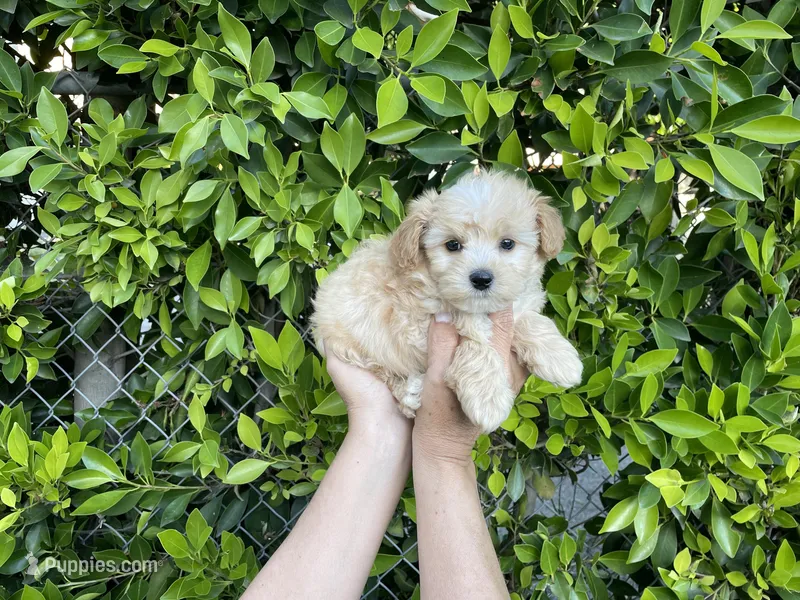 Romeo – Maltipoo puppy for sale in Hacienda Heights, CA