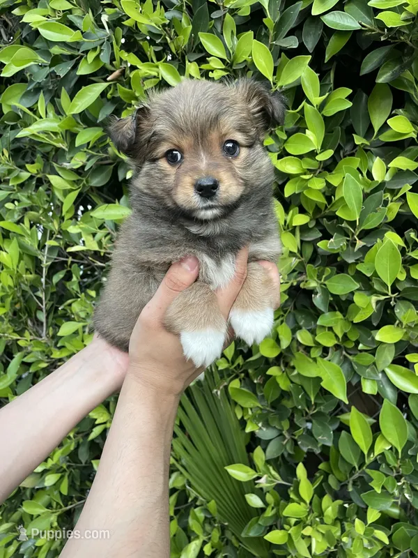 Remi – Maltipoo puppy for sale in Hacienda Heights, CA