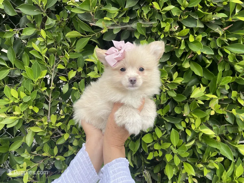 Pixie – Pomeranian puppy for sale in Hacienda Heights, CA