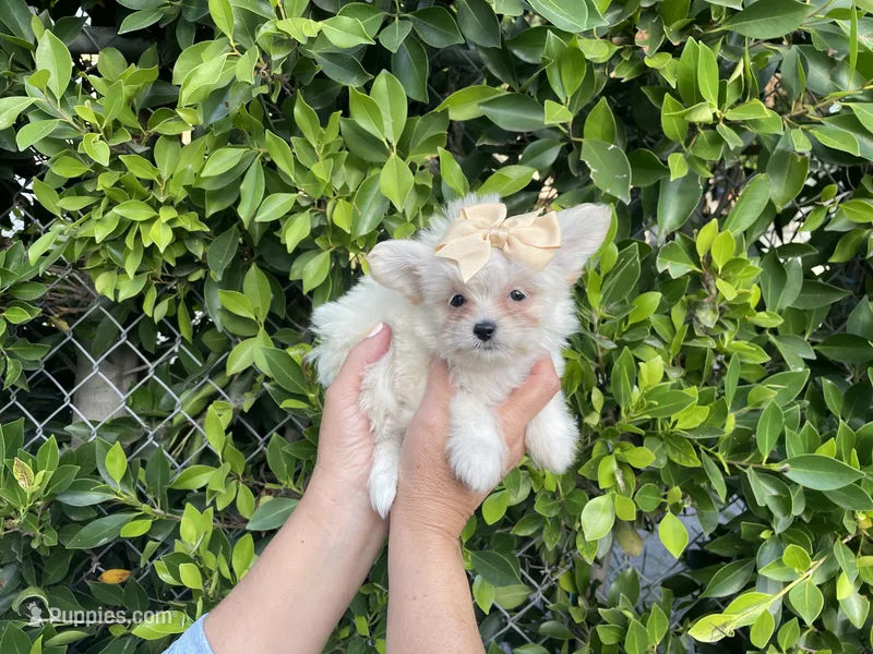 Luna – Mal Shi puppy for sale in Hacienda Heights, CA
