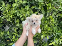 Luna, a female Mal Shi for sale in Hacienda Heights, CA – 1 of 1