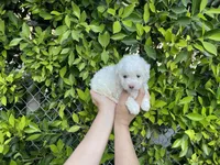 Snowy, a male Maltipoo for sale in Hacienda Heights, CA – 1 of 1