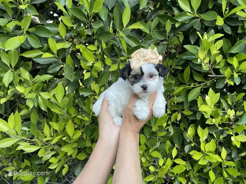 Kiki – Mal Shi puppy for sale in Hacienda Heights, CA