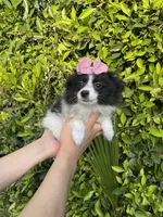 Oreo, a female Pomeranian for sale in Hacienda Heights, CA – 1 of 1