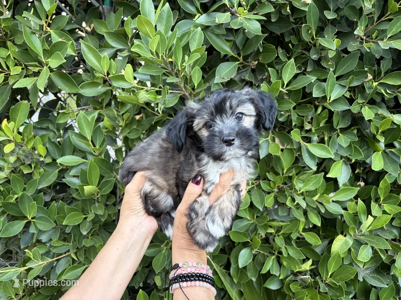 Clue – Mal Shi puppy for sale in Hacienda Heights, CA