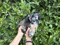 Clue, a male Mal Shi for sale in Hacienda Heights, CA – 1 of 1