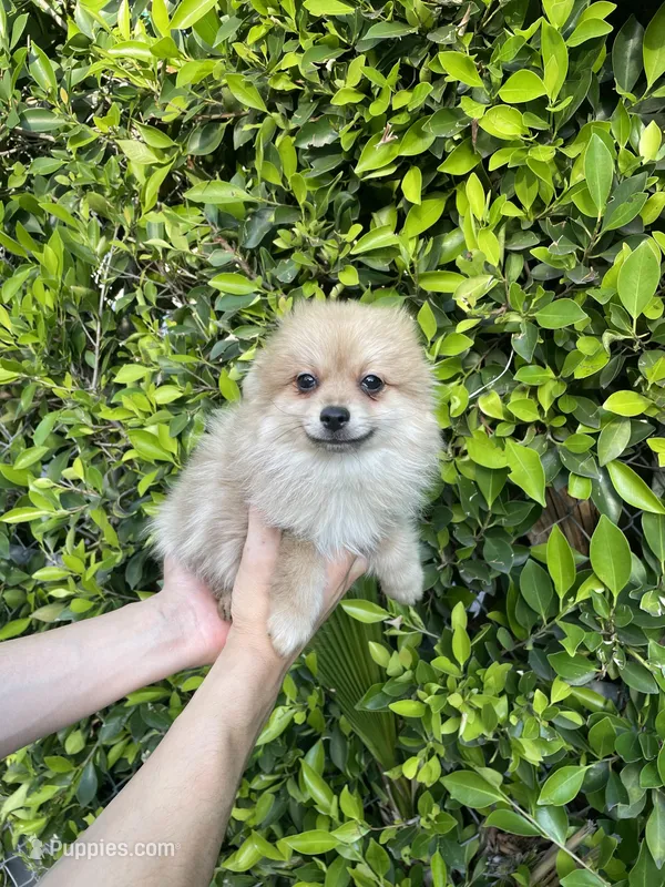 Milo – Pomeranian puppy for sale in Hacienda Heights, CA