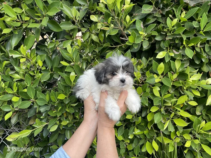 Ruby – Mal Shi puppy for sale in Hacienda Heights, CA