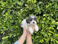 Ruby, a male Mal Shi for sale in Hacienda Heights, CA – 1 of 1