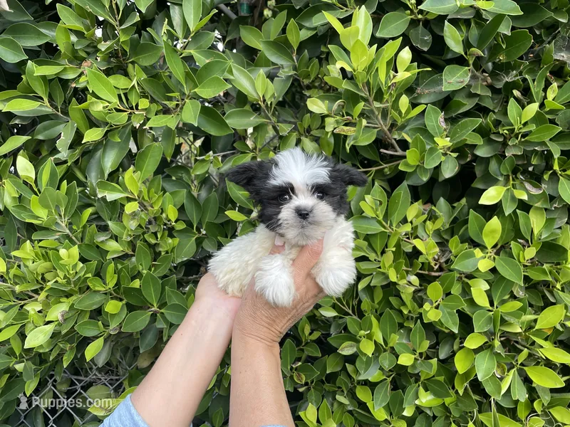 Gizmo – Mal Shi puppy for sale in Hacienda Heights, CA