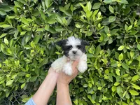Gizmo, a male Mal Shi for sale in Hacienda Heights, CA – 1 of 1
