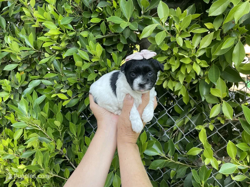 Rosie – Mal Shi puppy for sale in Hacienda Heights, CA