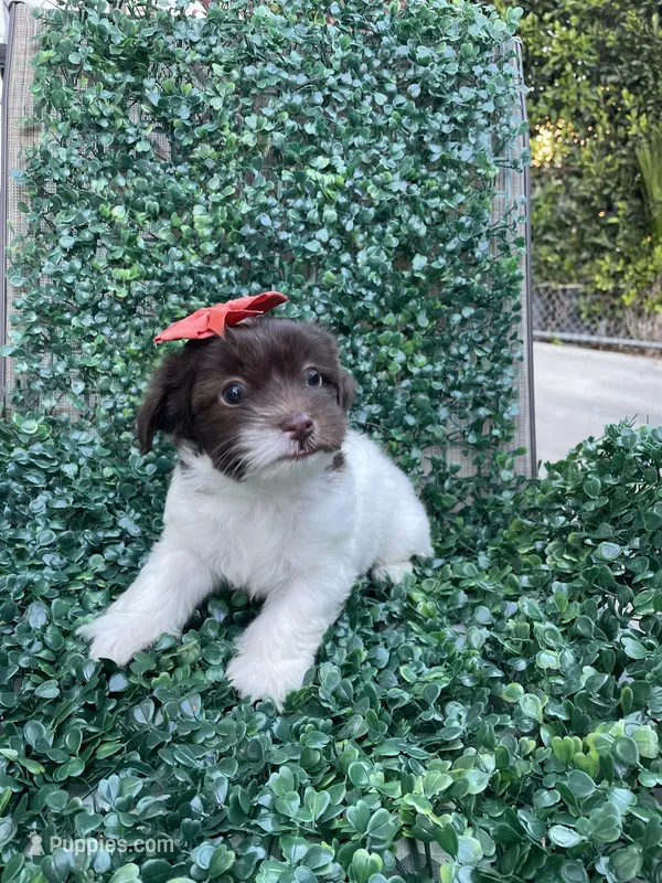 Charlotte , a female Mal Shi for sale in Hacienda Heights, CA – Photo 1 of 1