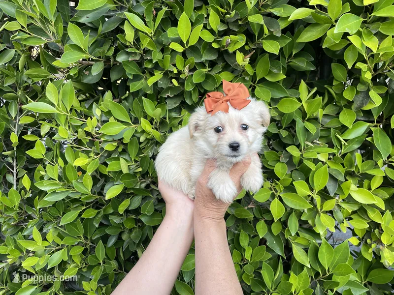 Lilly – Mal Shi puppy for sale in Hacienda Heights, CA