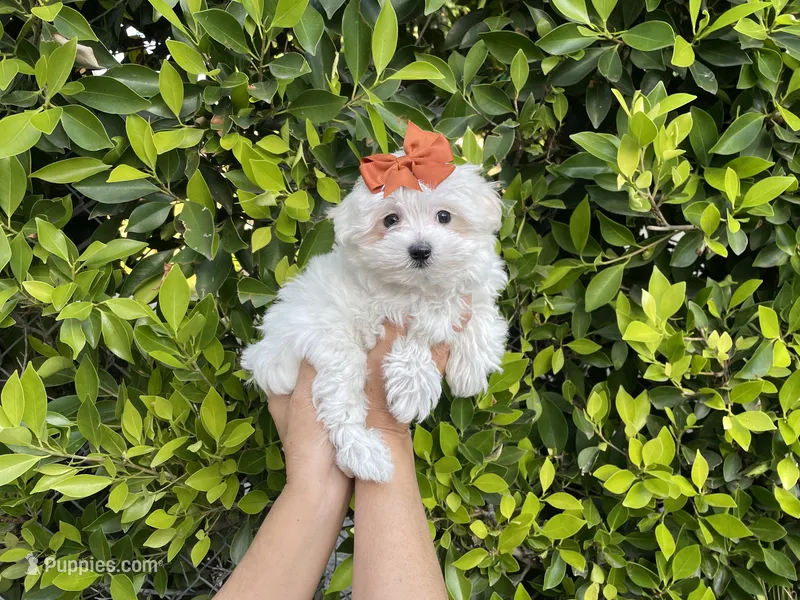 Luna – Mal Shi puppy for sale in Hacienda Heights, CA