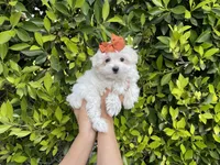 Luna, a female Mal Shi for sale in Hacienda Heights, CA – 1 of 1