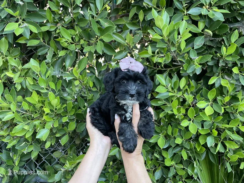 Lucy – Mal Shi puppy for sale in Hacienda Heights, CA