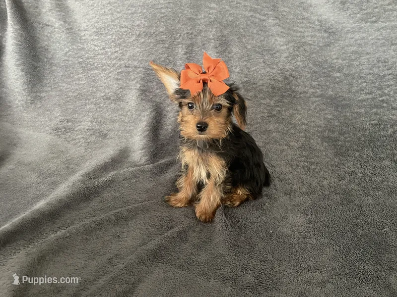 Junie  – Yorkshire Terrier puppy for sale in Hacienda Heights, CA
