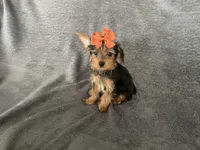 Junie , a female Yorkshire Terrier for sale in Hacienda Heights, CA – 1 of 1