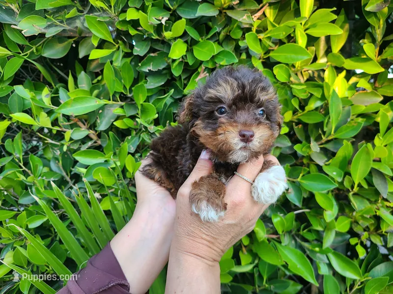 Chuy – Maltipoo puppy for sale in Hacienda Heights, CA