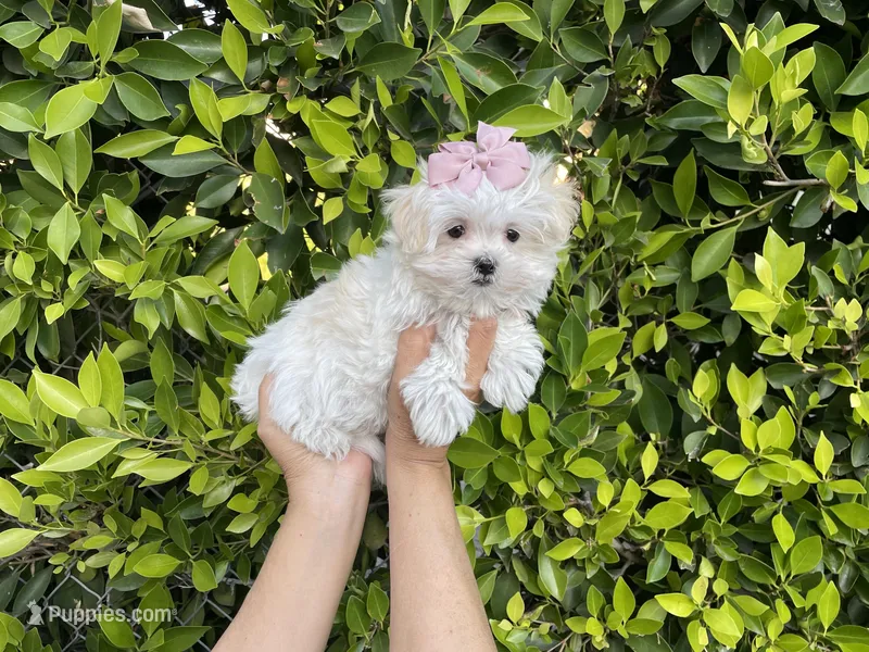 Kiki – Mal Shi puppy for sale in Hacienda Heights, CA