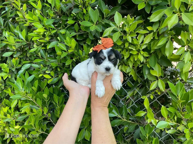 Darla – Mal Shi puppy for sale in Hacienda Heights, CA