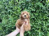 Cosmo, a male Maltipoo for sale in Hacienda Heights, CA – 1 of 1