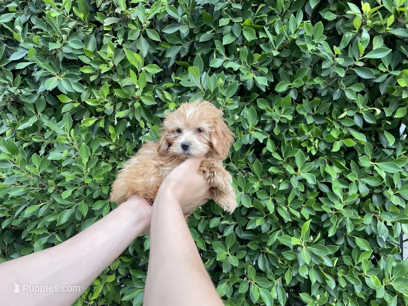 Charlie – Maltipoo puppy for sale in Hacienda Heights, CA