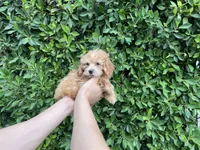Charlie, a male Maltipoo for sale in Hacienda Heights, CA – 1 of 1