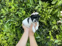 Rosie, a female Mal Shi for sale in Hacienda Heights, CA – 1 of 1