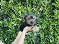 Philip, a male Yorkshire Terrier for sale in Hacienda Heights, CA – 1 of 1