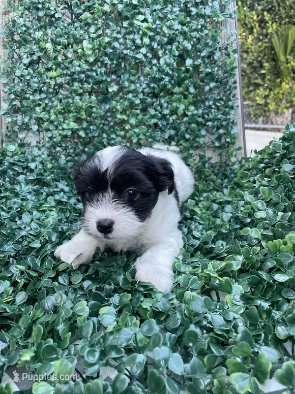 Oreo – Mal Shi puppy for sale in Hacienda Heights, CA