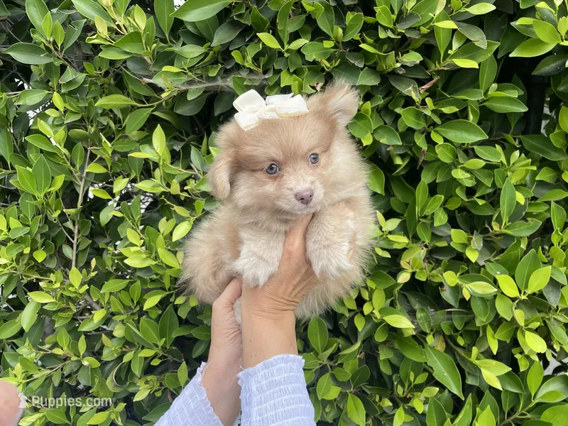Charlotte  – Pomeranian puppy for sale in Hacienda Heights, CA