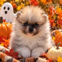 Pumpkin , a male Pomeranian for sale in Jacksonville, NC – 3 of 5