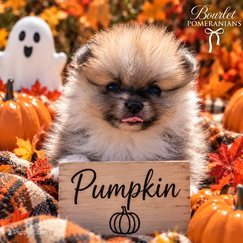 Pumpkin  – Pomeranian puppy for sale in Jacksonville, NC