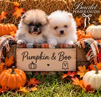 Pumpkin , a male Pomeranian for sale in Jacksonville, NC – 4 of 5