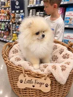 Pumpkin , a male Pomeranian for sale in Jacksonville, NC – 5 of 5