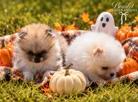 Pumpkin , a male Pomeranian for sale in Jacksonville, NC – 2 of 5