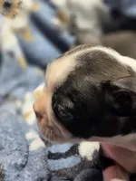 Female Black and White, a female Boston Terrier for sale in Waterloo, IL – 3 of 3