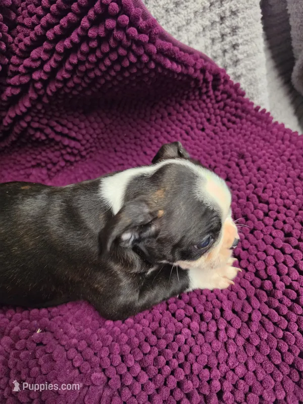 Black and White Female 2 – Boston Terrier puppy for sale in Waterloo, IL