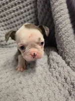 #2 Red Merle Boston Terrier, a male Boston Terrier for sale in Waterloo, IL – 2 of 3