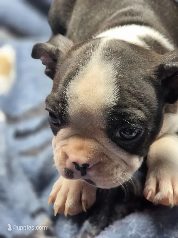 Female Black and White – Boston Terrier puppy for sale in Waterloo, IL