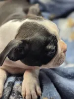 Female Black and White, a female Boston Terrier for sale in Waterloo, IL – 2 of 3