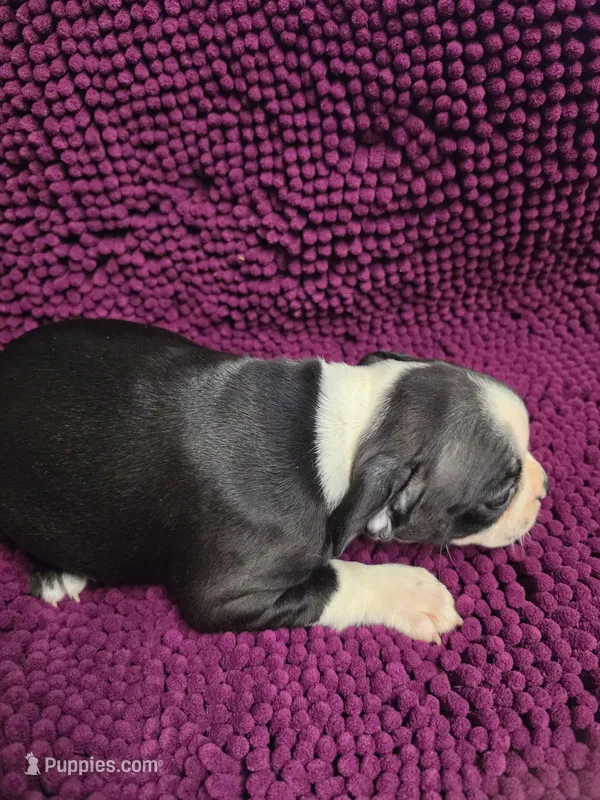 Black and White Male, a male Boston Terrier for sale in Waterloo, IL – 1 of 3