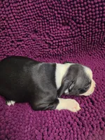 Black and White Male, a male Boston Terrier for sale in Waterloo, IL – 1 of 3