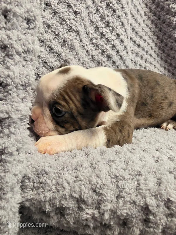 #1 Red Merle Boston Terrier – Boston Terrier puppy for sale in Waterloo, IL