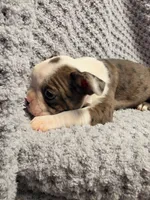 #1 Red Merle Boston Terrier, a male Boston Terrier for sale in Waterloo, IL – 1 of 3