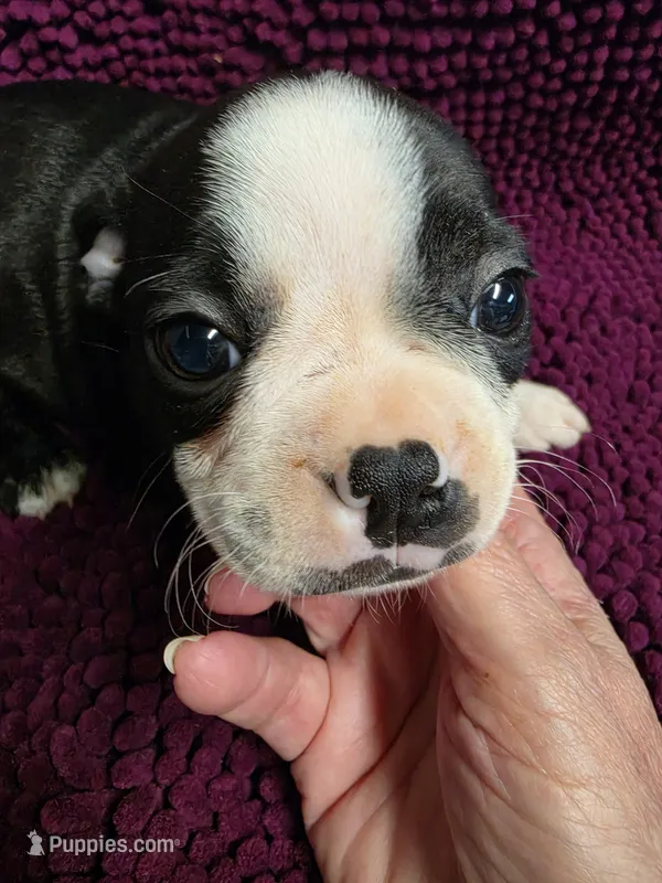 Black and White Male. – Boston Terrier puppy for sale in Waterloo, IL