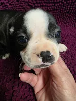 Black and White Male, a male Boston Terrier for sale in Waterloo, IL – 2 of 3