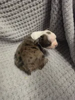 #1 Red Merle Boston Terrier, a male Boston Terrier for sale in Waterloo, IL – 3 of 3